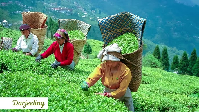 Darjeeling